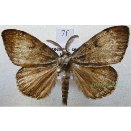 Lymantria dispar (Linnaeus, 1758) male Brudnica nieparka Czech7f